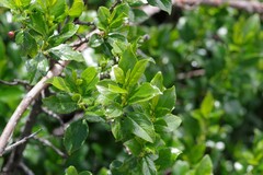 Rhamnus prinoides