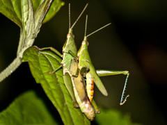 Tagasta