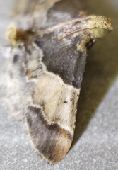 Pyralis pictalis