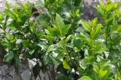Rhamnus prinoides