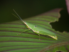 Tagasta