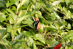 Graphium sarpedon connectens