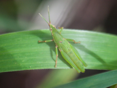 Tagasta