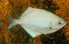 Scorpis lineolata