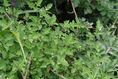 Solanum chenopodioides