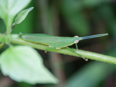 Tagasta
