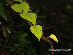 Actinidia setosa