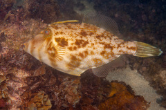 Scobinichthys granulatus