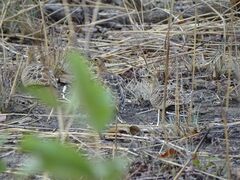 Pterocles quadricinctus