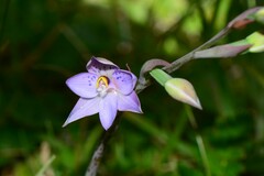 Thelymitra simulata