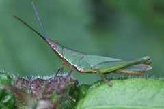 Tagasta