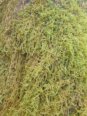 Weymouthia cochlearifolia