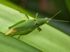 Tagasta
