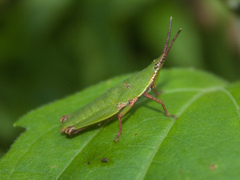 Tagasta