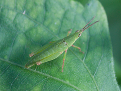 Tagasta