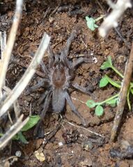 Ischnocolus valentinus