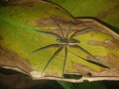 Nilus