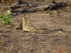 Pterocles quadricinctus