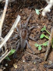 Ischnocolus valentinus