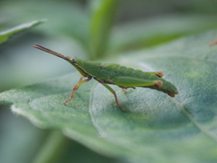 Tagasta