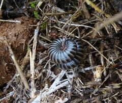 Ommatoiulus diplurus