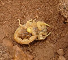Buthus