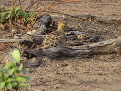 Pterocles quadricinctus