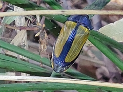 Temognatha suturalis