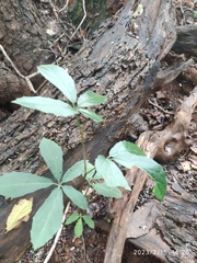 Cyphostemma