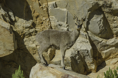 Oreotragus oreotragus