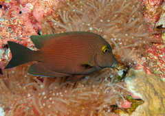 Ctenochaetus cyanocheilus