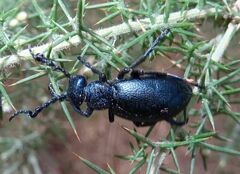 Meloe proscarabaeus