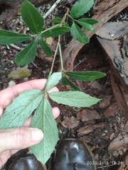 Cyphostemma