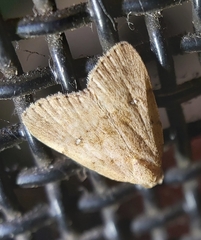 Tolpiodes oligolasia