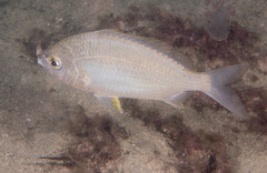 Gerres subfasciatus