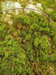 Thamnobryum alopecurum