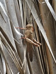 Abisares viridipennis