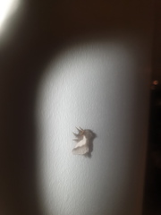 Thaumetopoea apologetica