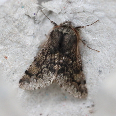 Apocheima hispidaria