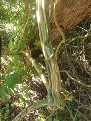 Dendroaspis angusticeps