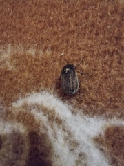 Odontria striata