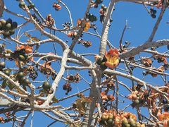 Bombax ceiba