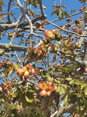 Bombax ceiba