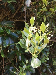 Parsonsia heterophylla