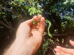 Philothamnus natalensis