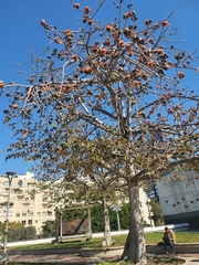 Bombax ceiba