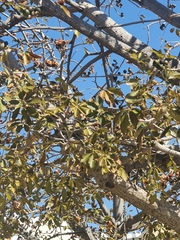 Bombax ceiba