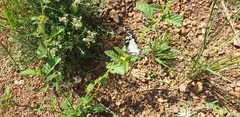 Graphium morania