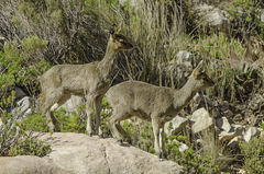 Oreotragus oreotragus