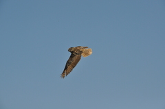 Bubo bubo